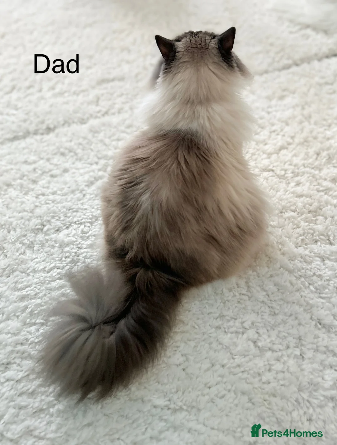 Ragdoll cats for sale: Gorgeous rare Van Ragdoll boy - Advert 17
