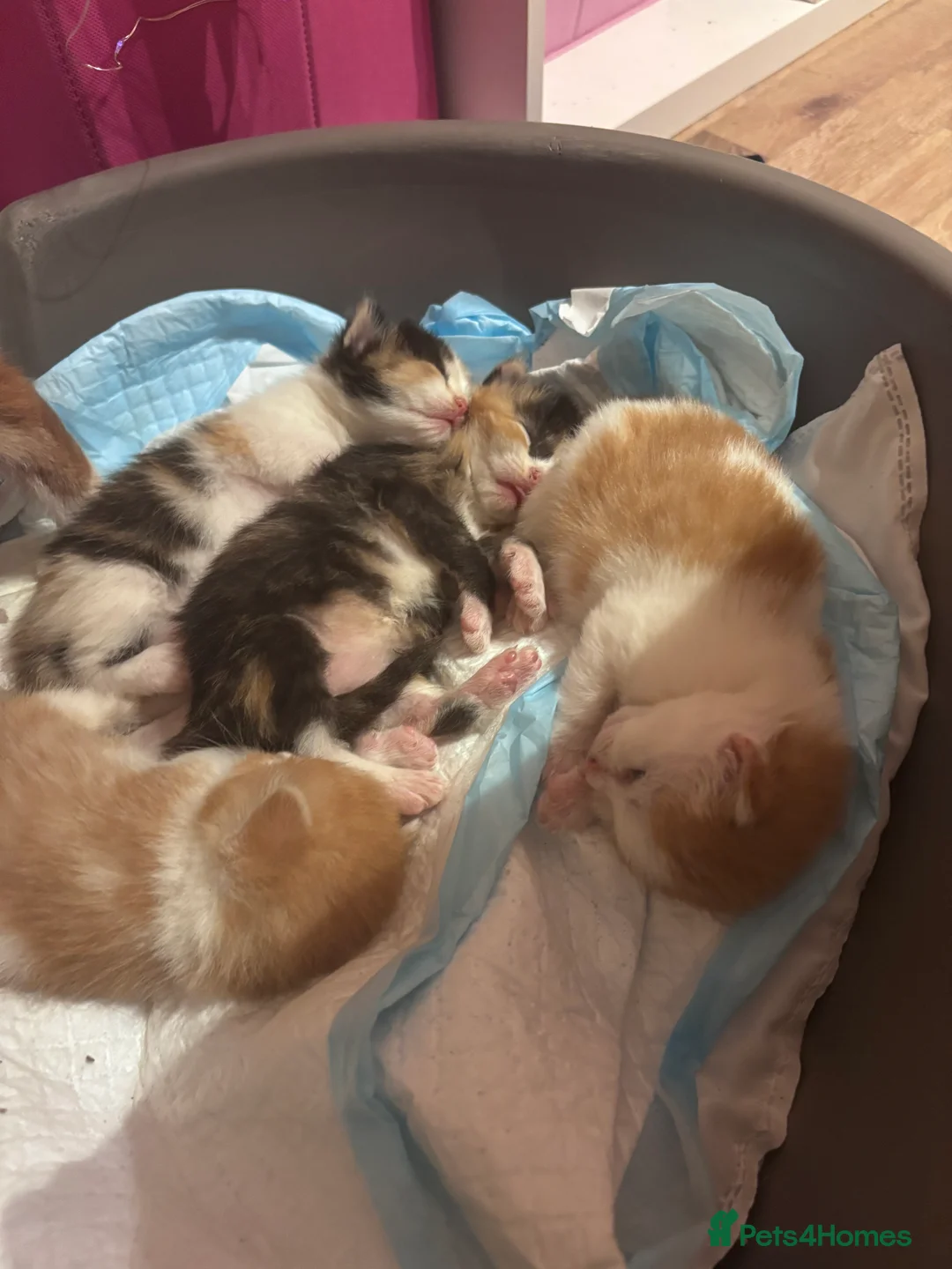 Domestic Shorthair cats for sale: UPDATE 2nd February 1 ginger and white boy left - Advert 8