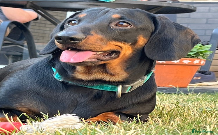 Dachshund dogs - Advert 1