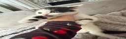 Mixed Breed cats for sale: Beautiful Long-Haired Crossbreed Kittens  - Advert 10