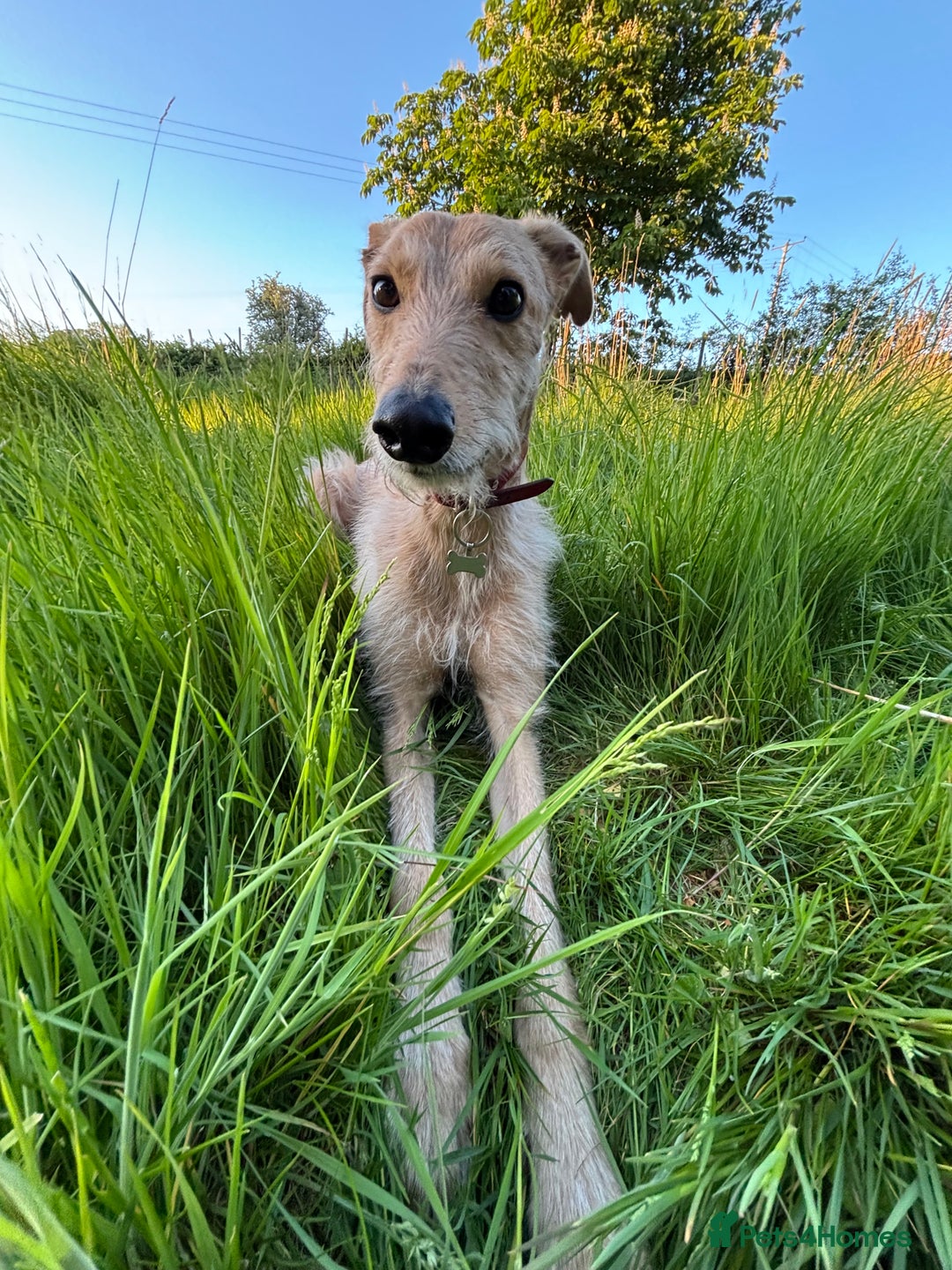 Mixed Breed dogs for sale: Rudy, 3 year old Saluki Greyhound - FREE  - Image 8