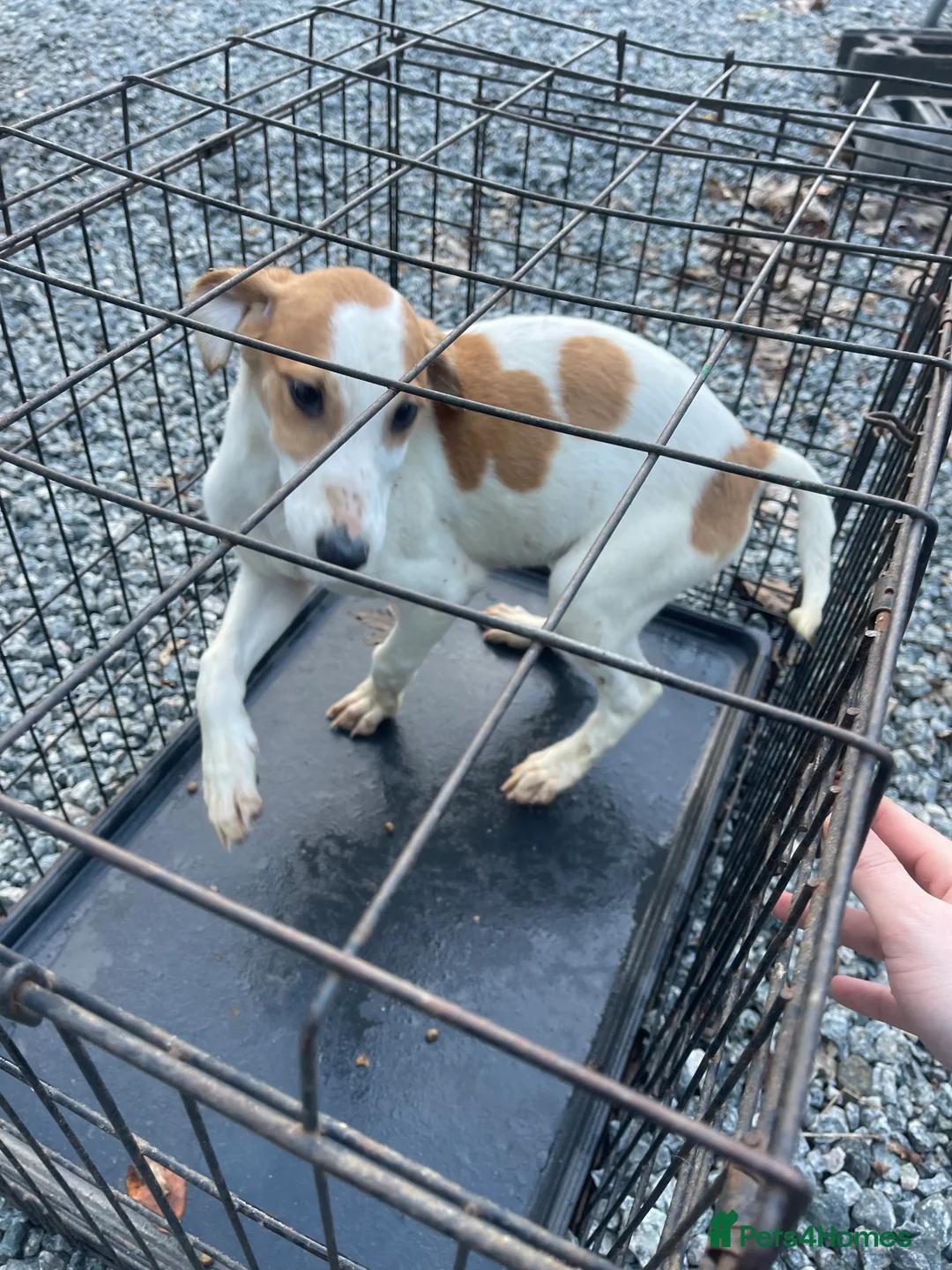 Mixed Breed dogs for sale: Saluki/greyhound puppies  - Advert 8