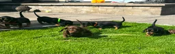 Miniature Dachshund dogs for sale: Gorgeous KC reg miniature dachshund puppies  - Advert 24