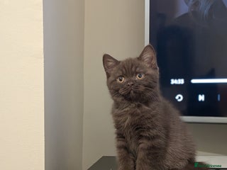 British Shorthair cats British Shorthair kittens - Advert 1