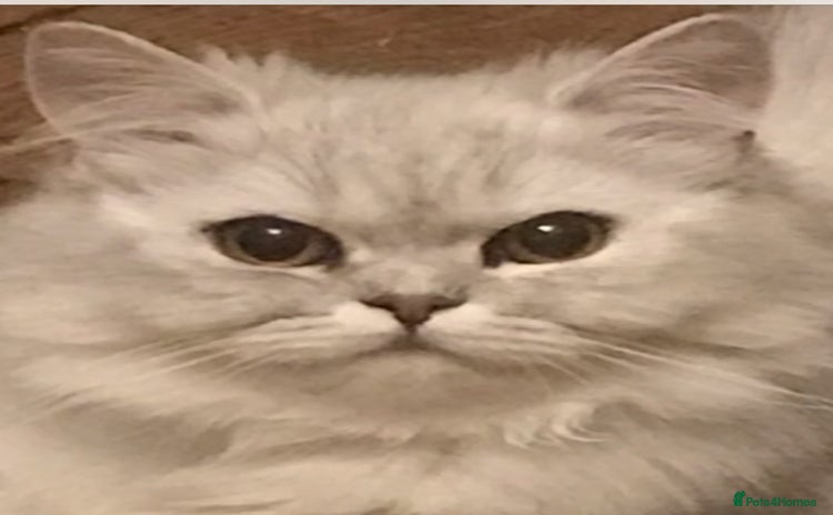 Persian cats - Advert 1