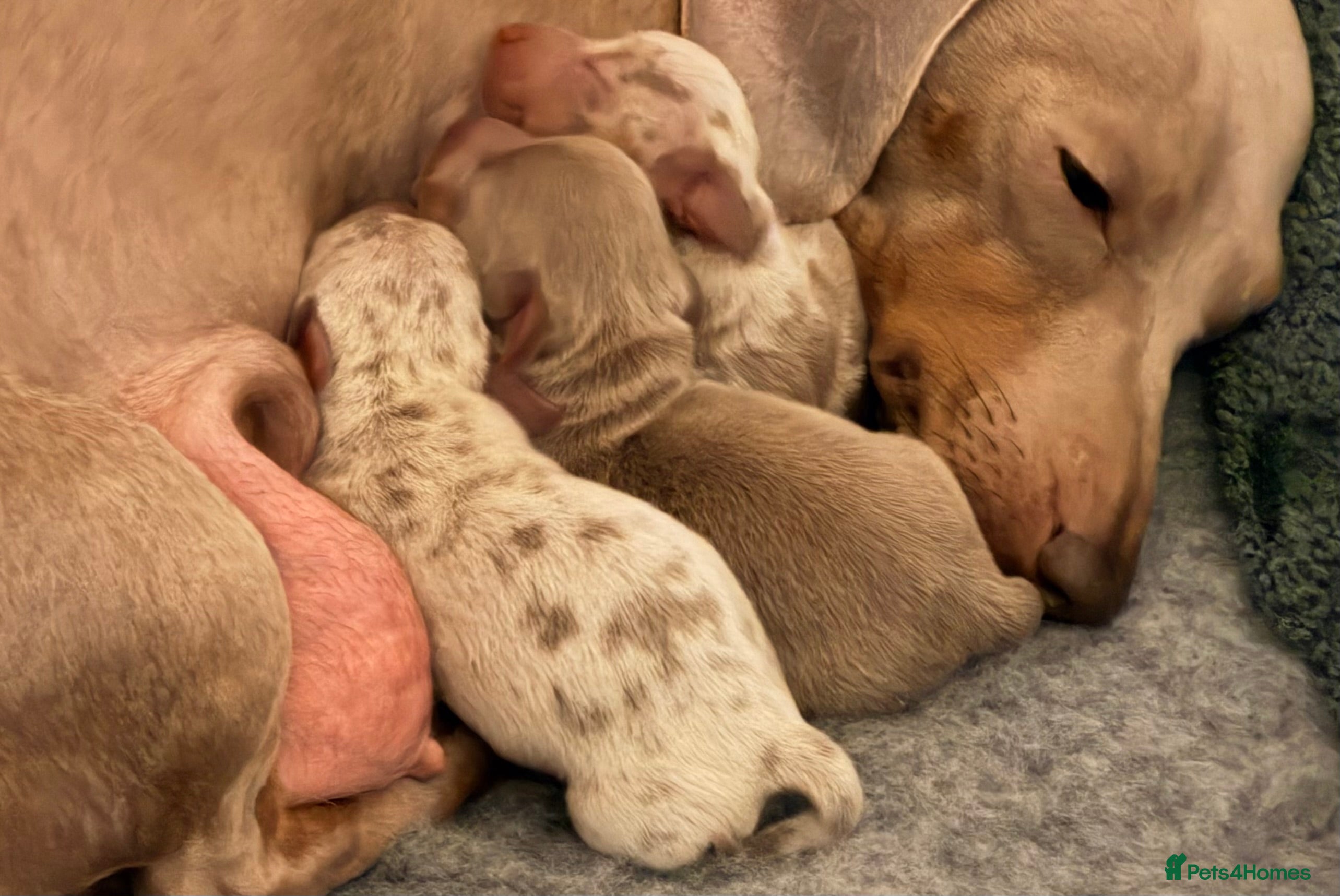 Miniature Dachshund dogs KC Miniature Female Isabella Dapple - Advert 1