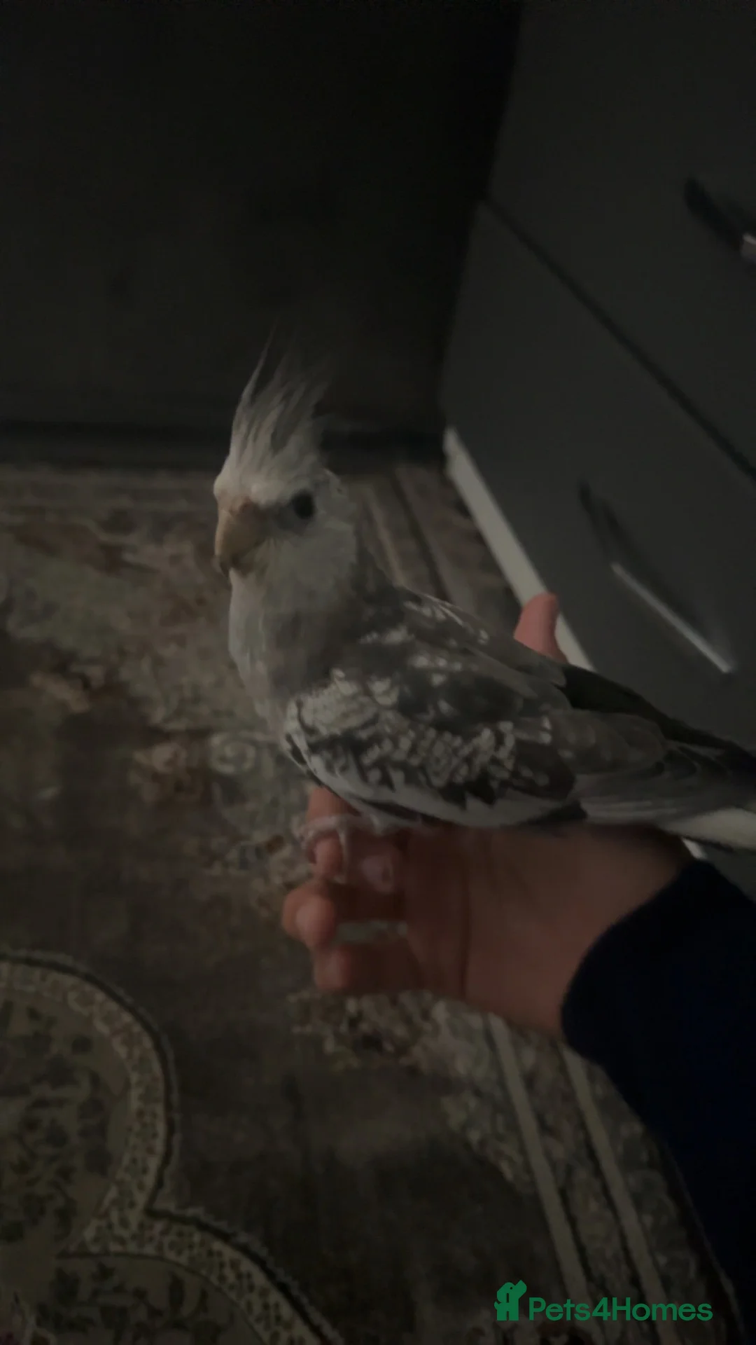 Cockatiels birds for sale: Beautiful young male cocktail - Advert 1