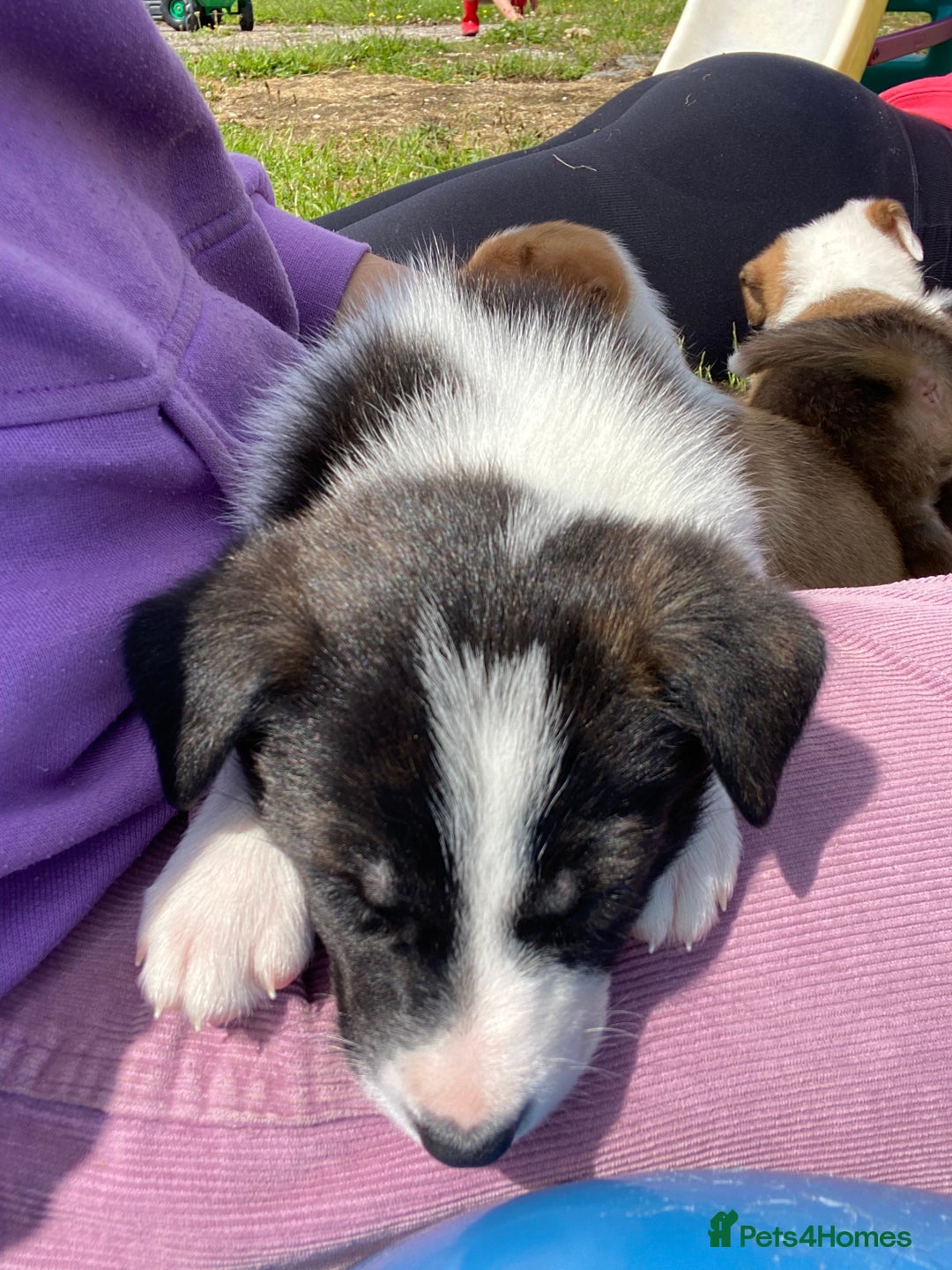Mixed Breed dogs for sale: Beautiful Border Collie pups - Image 15
