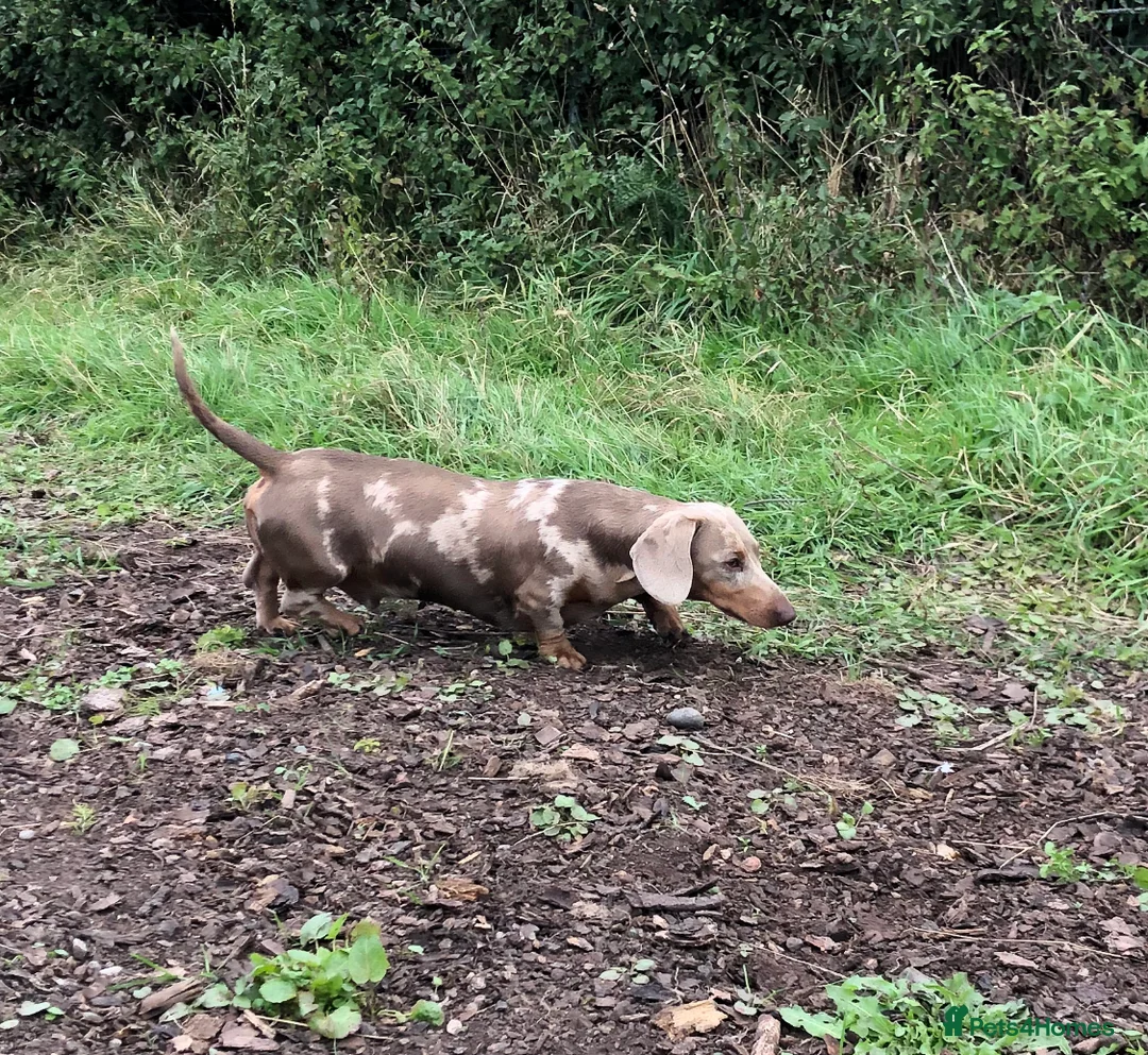 Miniature Dachshund dogs for stud: Handsome Isabella tan miniature dachshund  in Maryport - Advert 7