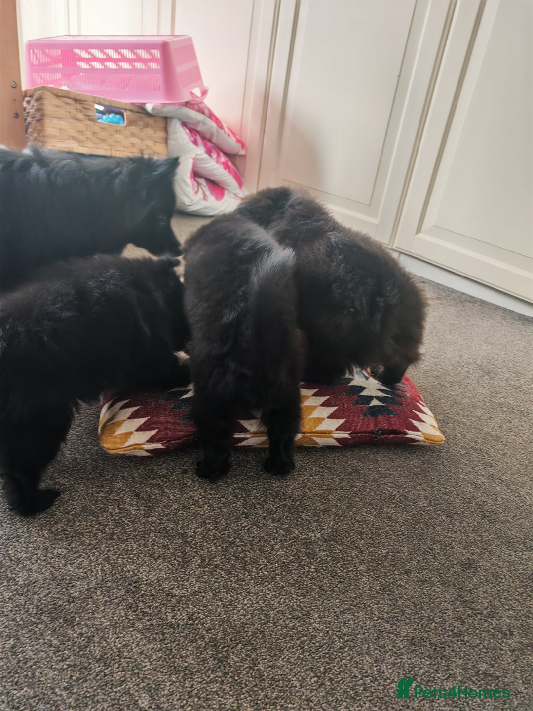 Pomeranian dogs for sale: Pomeranian for sale - Advert 14