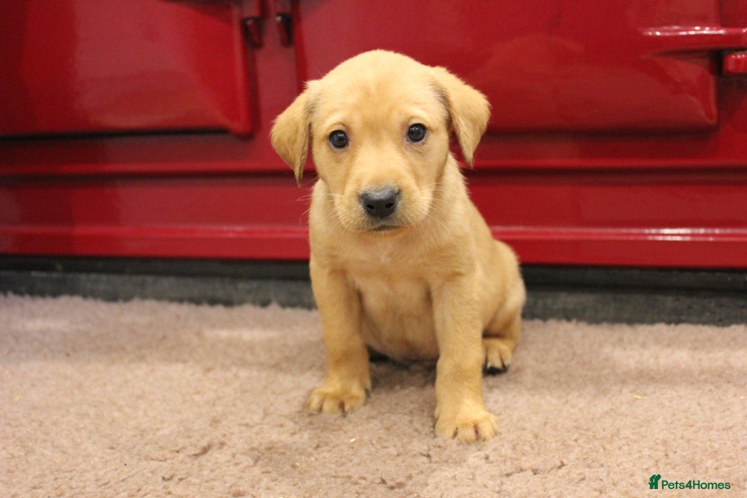 Labrador Retriever dogs for sale: Lovely Labrador Puppies ready next weekend - Image 9