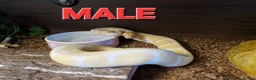Python Snake reptiles for sale: 4 ball pythons available  in Bargoed - Advert 4