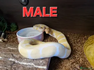 Python Snake reptiles Male ball pythons available - Advert 13