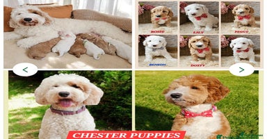 Cockapoo dogs Hip 0/0🌟 Elbow 0/0🌟 Australian Labradoodle - Advert 2