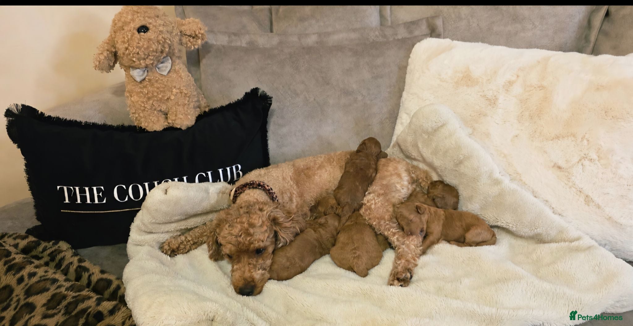 Cockapoo dogs Beautiful red toy cockapoo puppies  - Advert 1