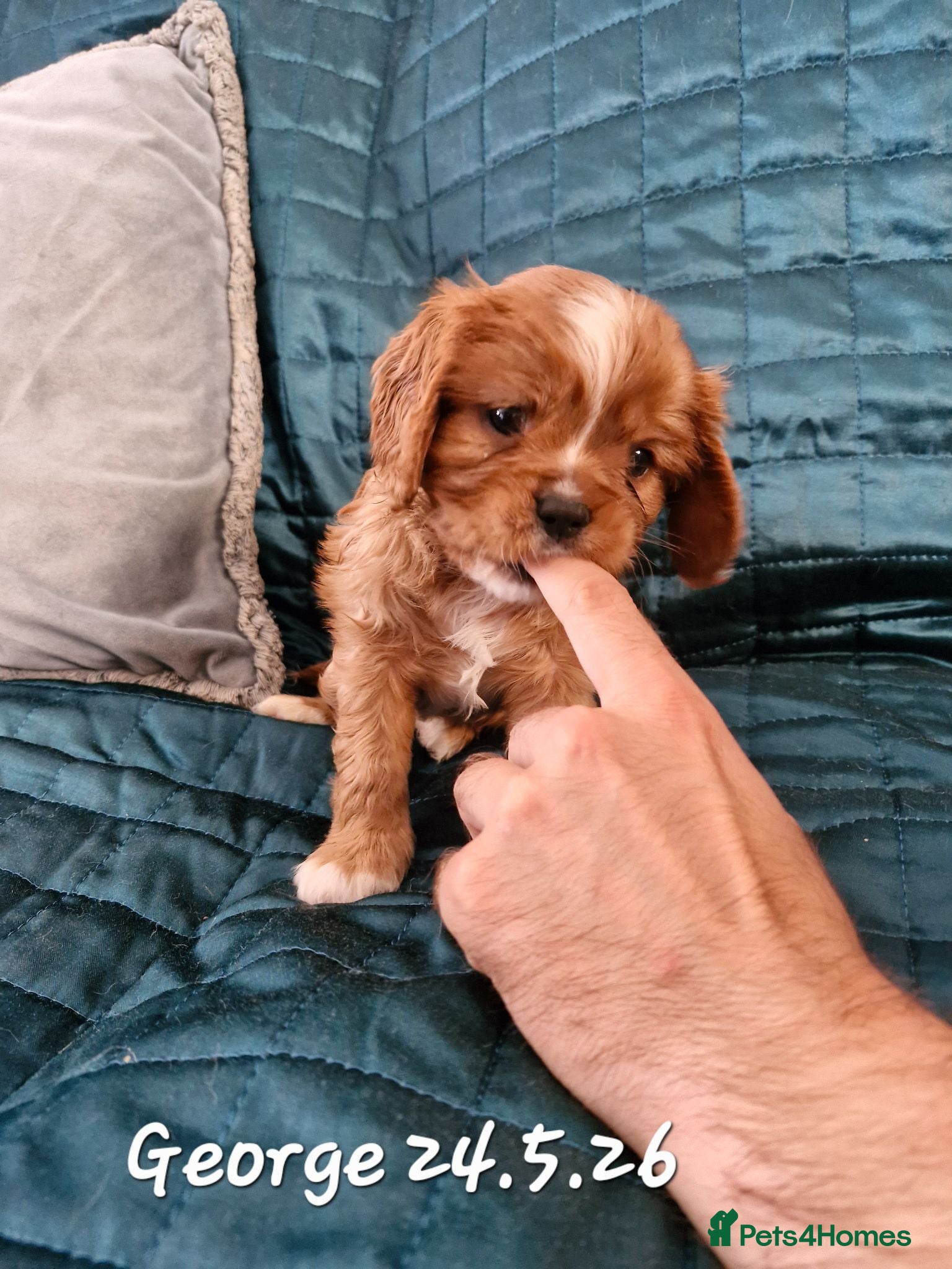 Cavalier King Charles Spaniel dogs KC reg Cavalier King Charles Spaniel puppies - Advert 2