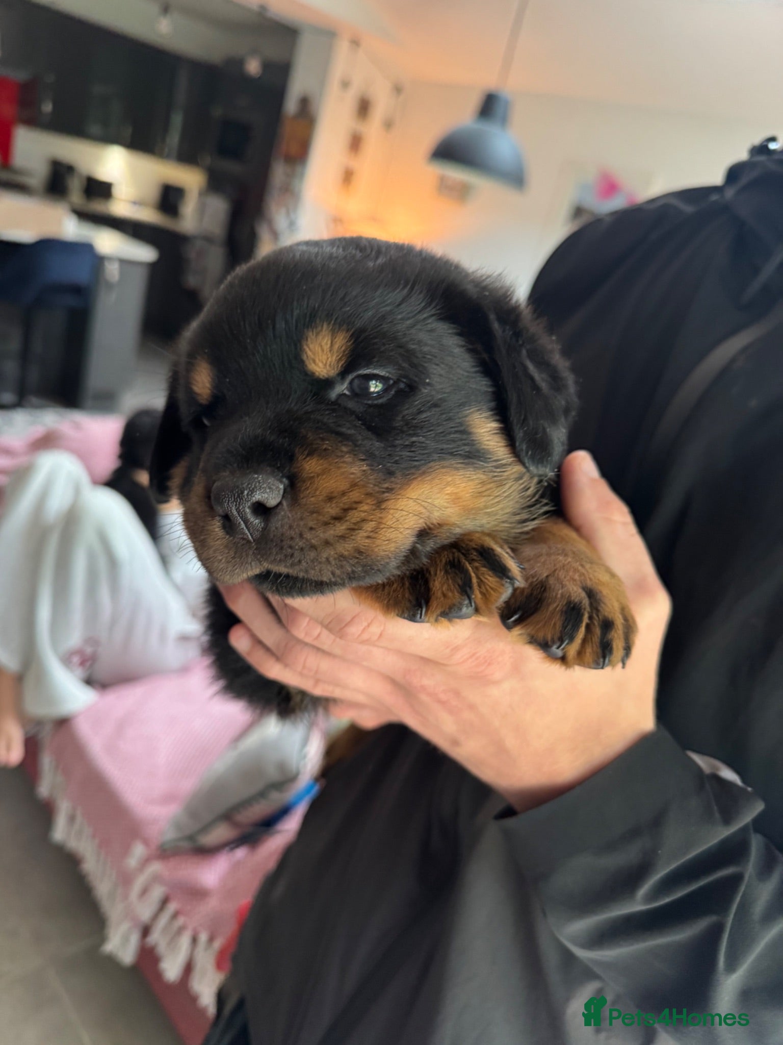 Rottweiler dogs KC Registered Rottweiler Puppies - Advert 2