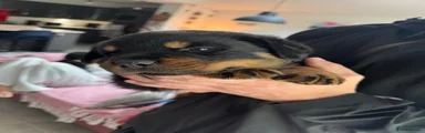 Rottweiler 2 - RESERVED