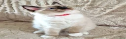 Ragdoll cats for sale: 2 Beautiful Ragdoll Kittens - Advert 7