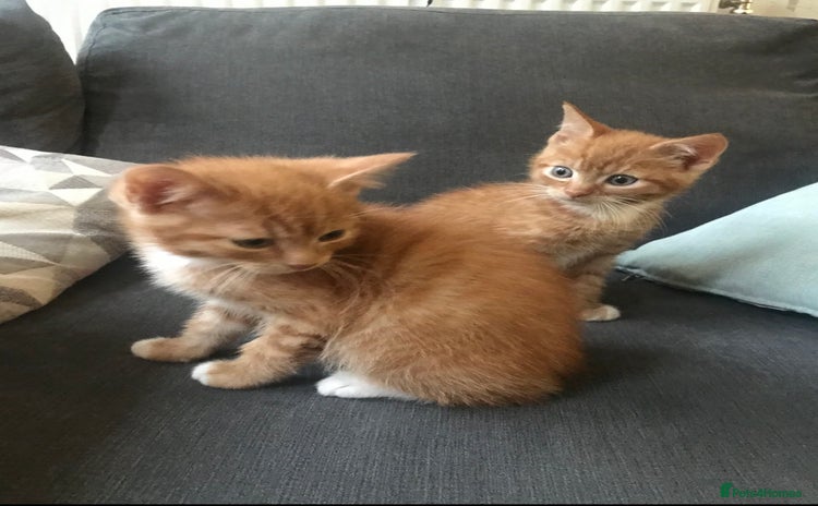 Mixed Breed cats - Advert 2