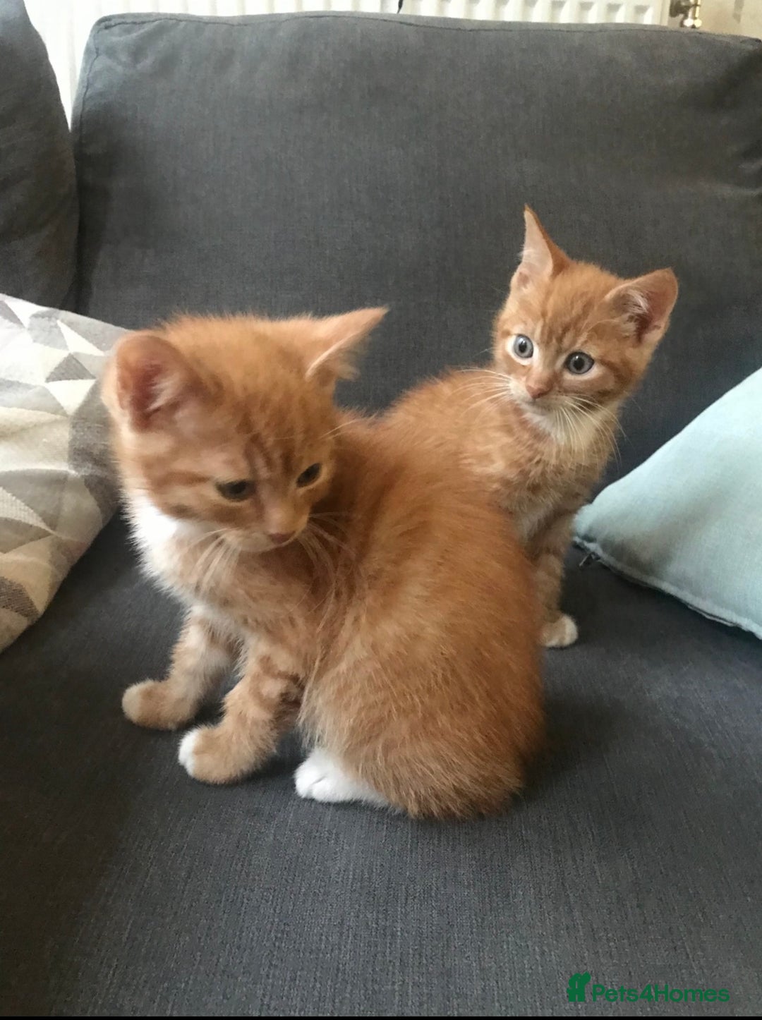 Mixed Breed cats for sale: Beautiful Mixed Kittens - Image 1
