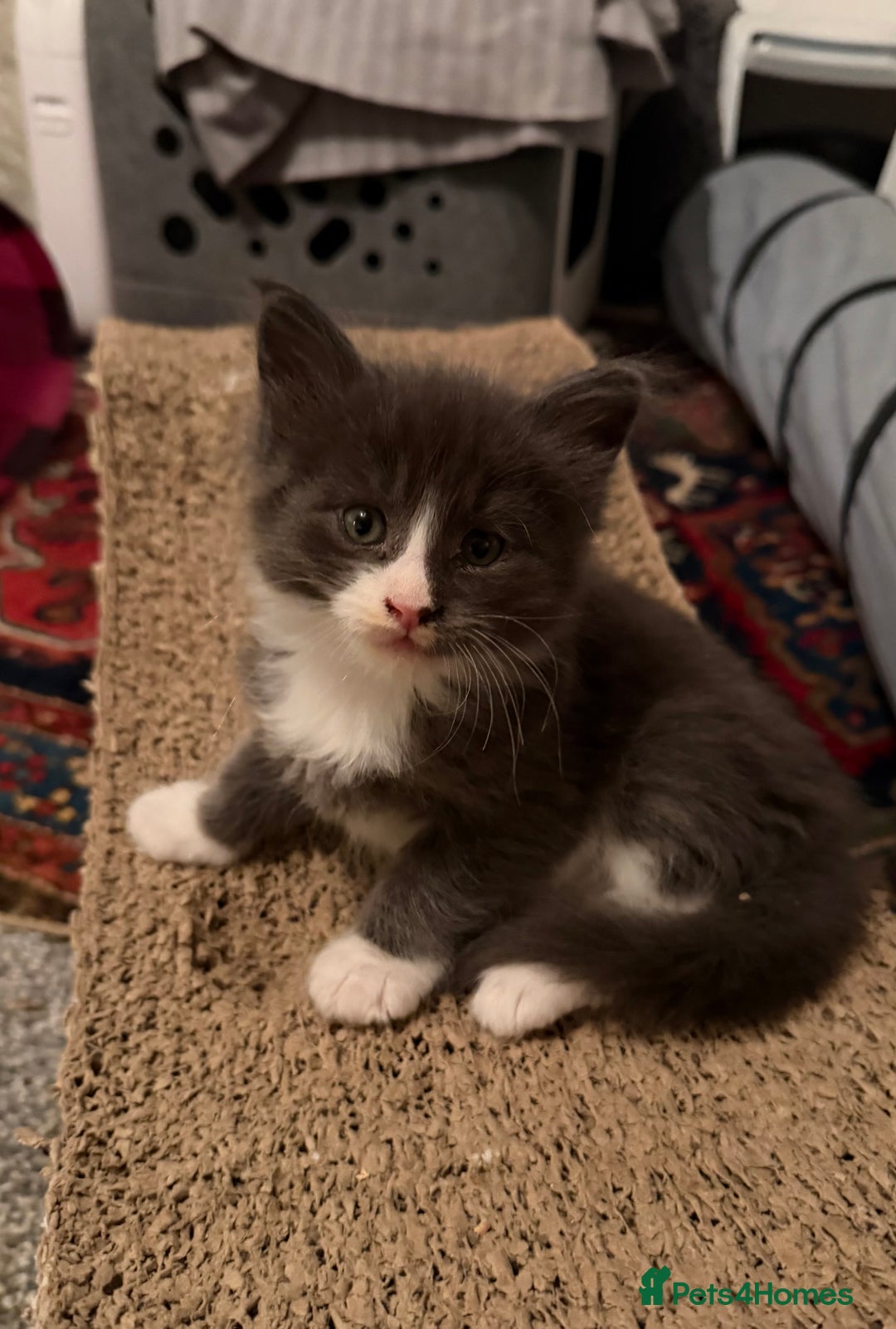 Maine Coon cats for sale: Unsexed greys with white mittens - Advert 2