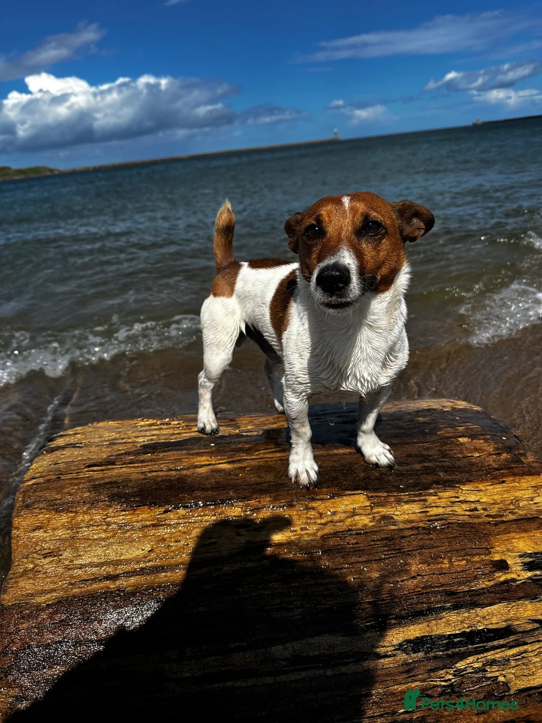 Jack Russell dogs for stud: Jack Russel stud  - Advert 3