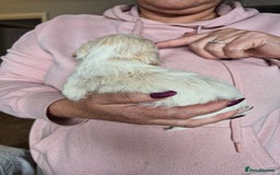 Cockapoo dogs for sale: F1b cockerpoo puppies - Image 25