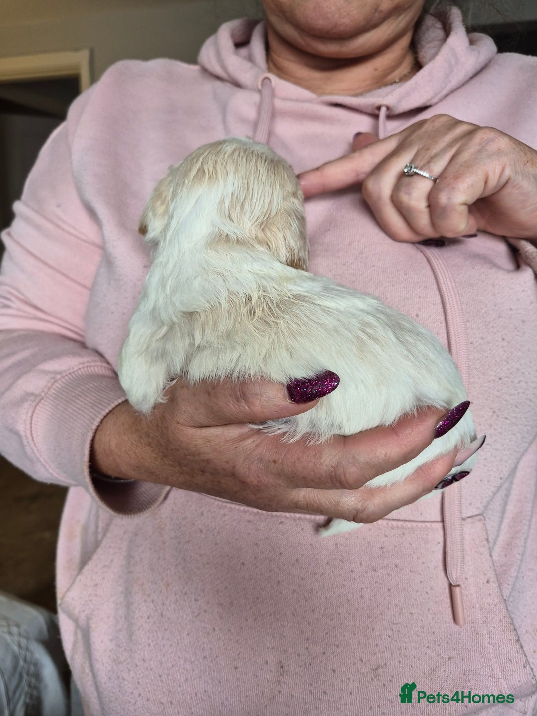 Cockapoo dogs for sale: F1b cockerpoo puppies - Image 25