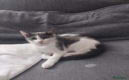 Mixed Breed cats for sale: Two kittens  - Image 3