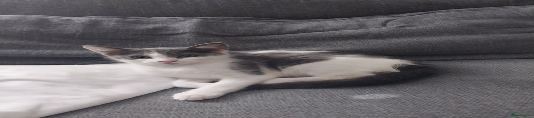 Mixed Breed Kitten 1