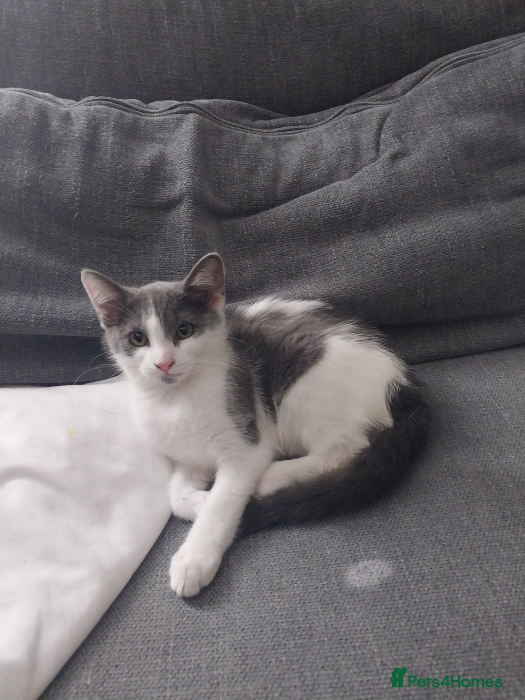 Mixed Breed cats for sale: Two kittens  - Image 3