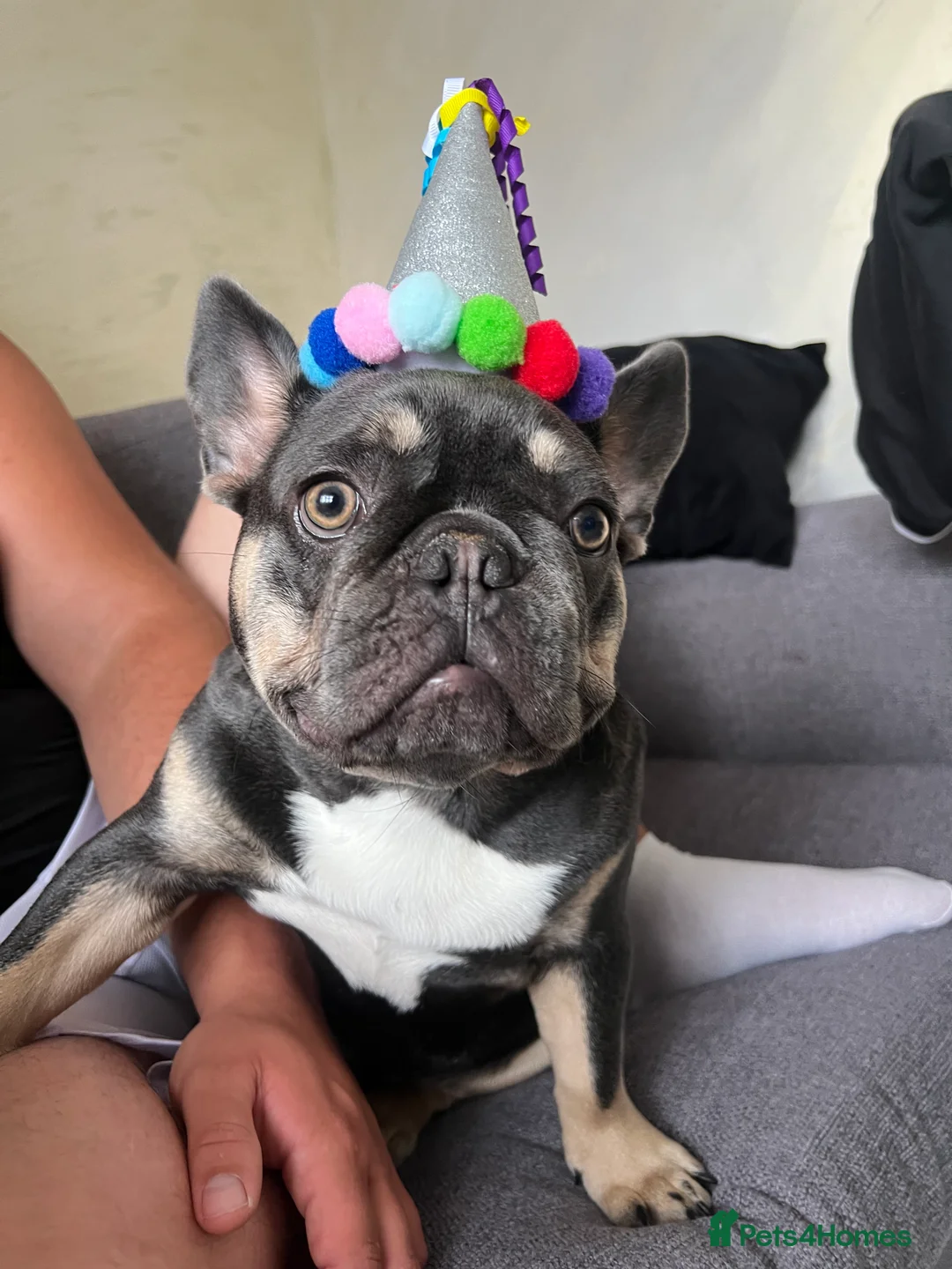 French Bulldog dogs for stud: Pablo KC - Advert 6