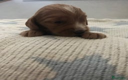 Mixed Breed dogs for sale: Health tested Australian Labradoodles - Image 9