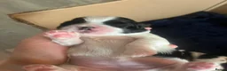 Shih Tzu dogs for sale: Imperial Shih Tzu - Advert 27