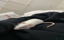 Rat rodents for sale: X 2 fancy rats and cage for sale - Image 4