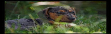 Jackshund 1