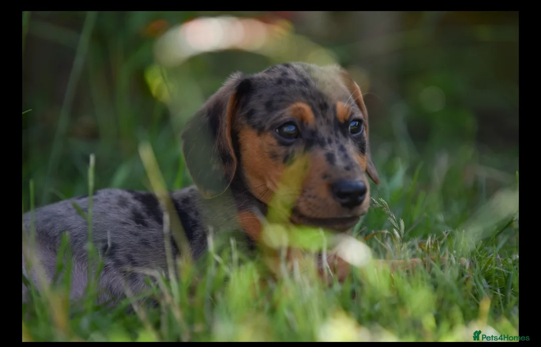 Jackshund dogs for sale: Beautiful family dogs in Bridgwater - Advert 2