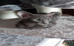 Oriental cats for sale: Full Pedigree Oriental 1 Kitten XL size ears GCCF in Biggleswade - Image 13