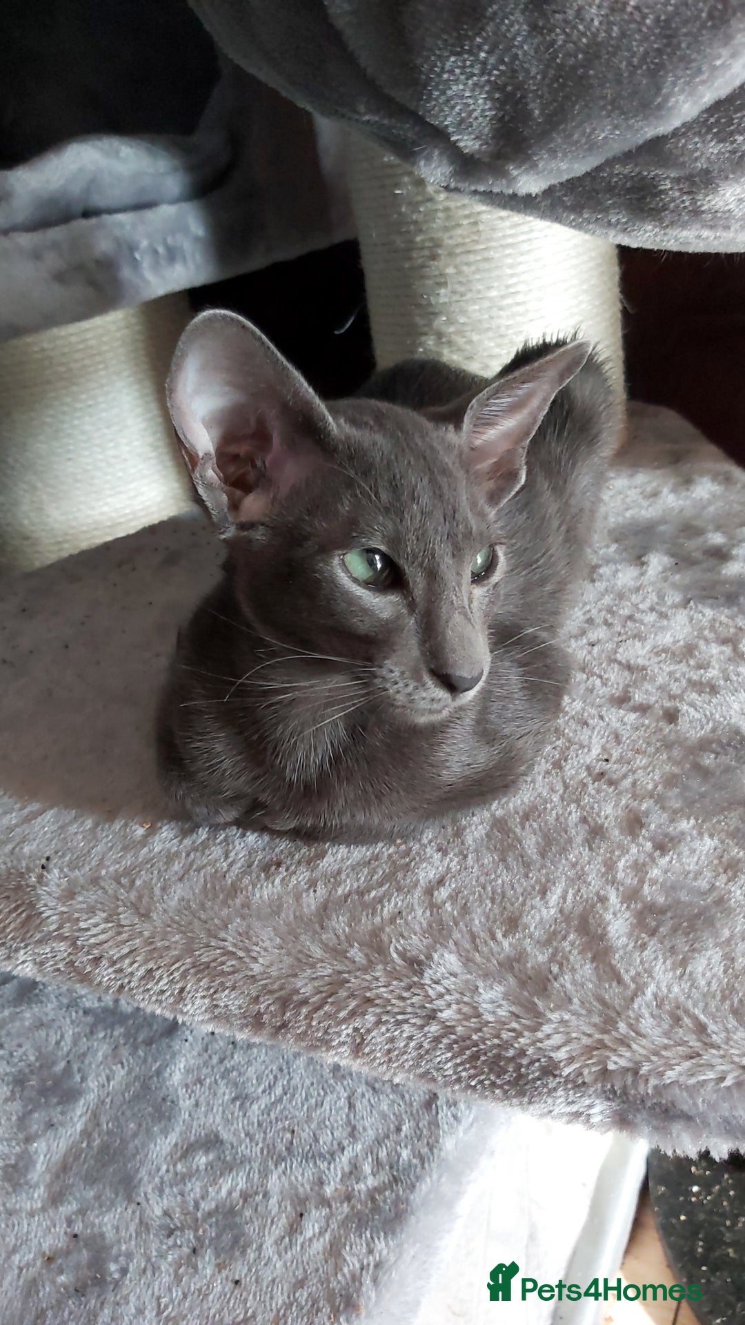 Oriental cats for sale: Full Pedigree Oriental 1 Kitten XL size ears GCCF in Biggleswade - Image 13