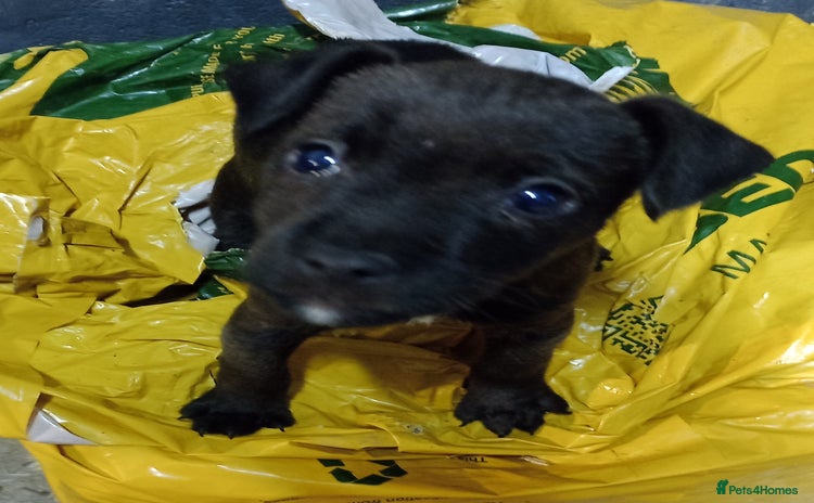 Mixed Breed dogs READY NOW 1 girl only now available - Advert 8