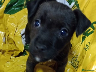 Mixed Breed dogs READY NOW 1 girl only now available - Advert 3