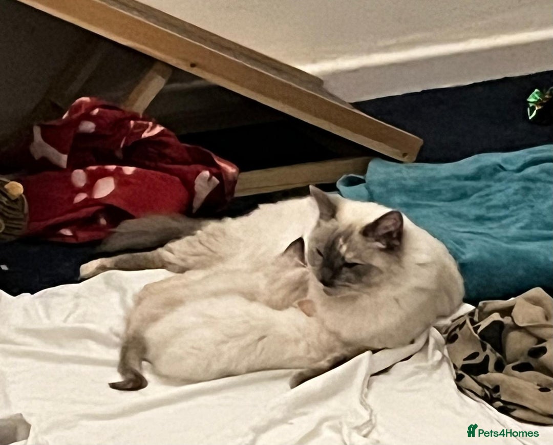 Ragdoll cats for sale: 4 Ragdoll Kittens - Advert 11