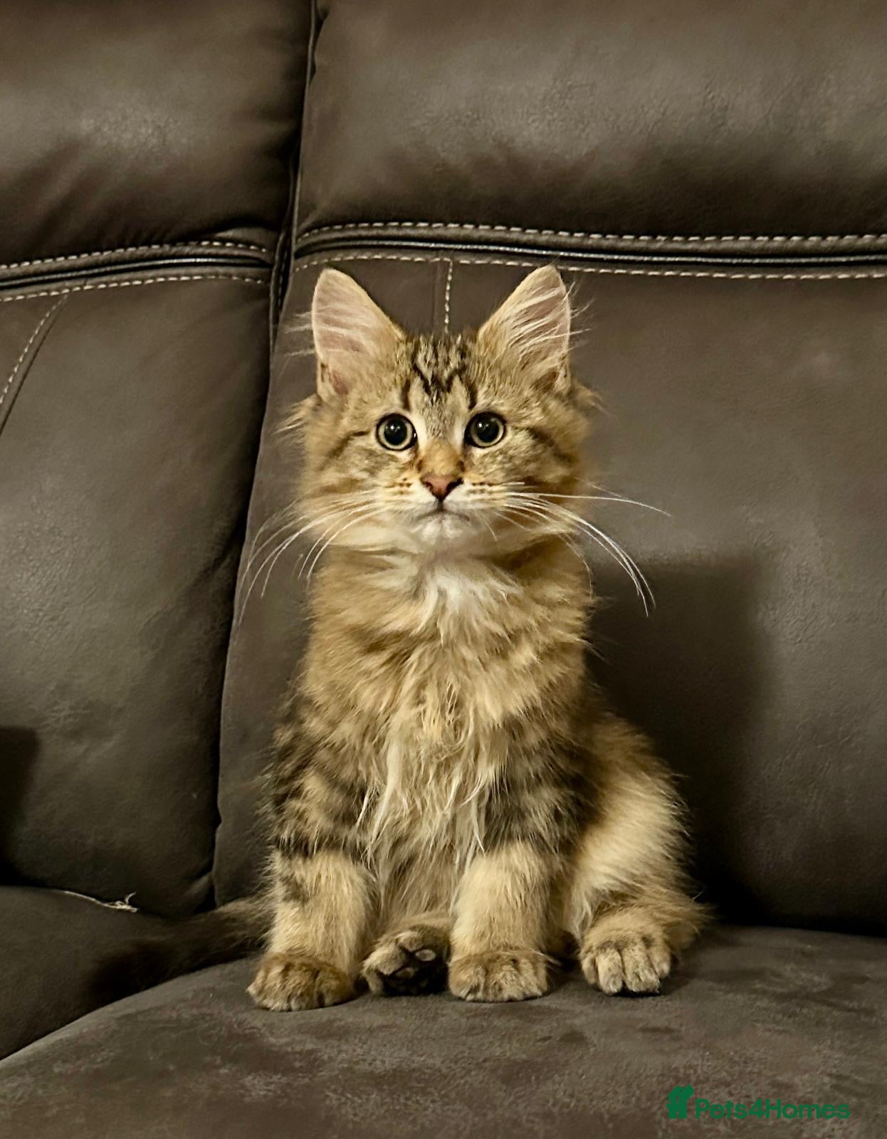 Maine Coon cats Stunning Maine coon x chinchilla kittens  - Advert 2