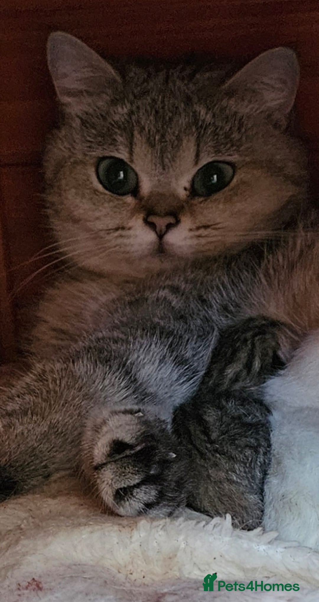 British Shorthair cats 💛🤍British Shorthair Kittens - White & Gold 🤍💛 - Advert 1