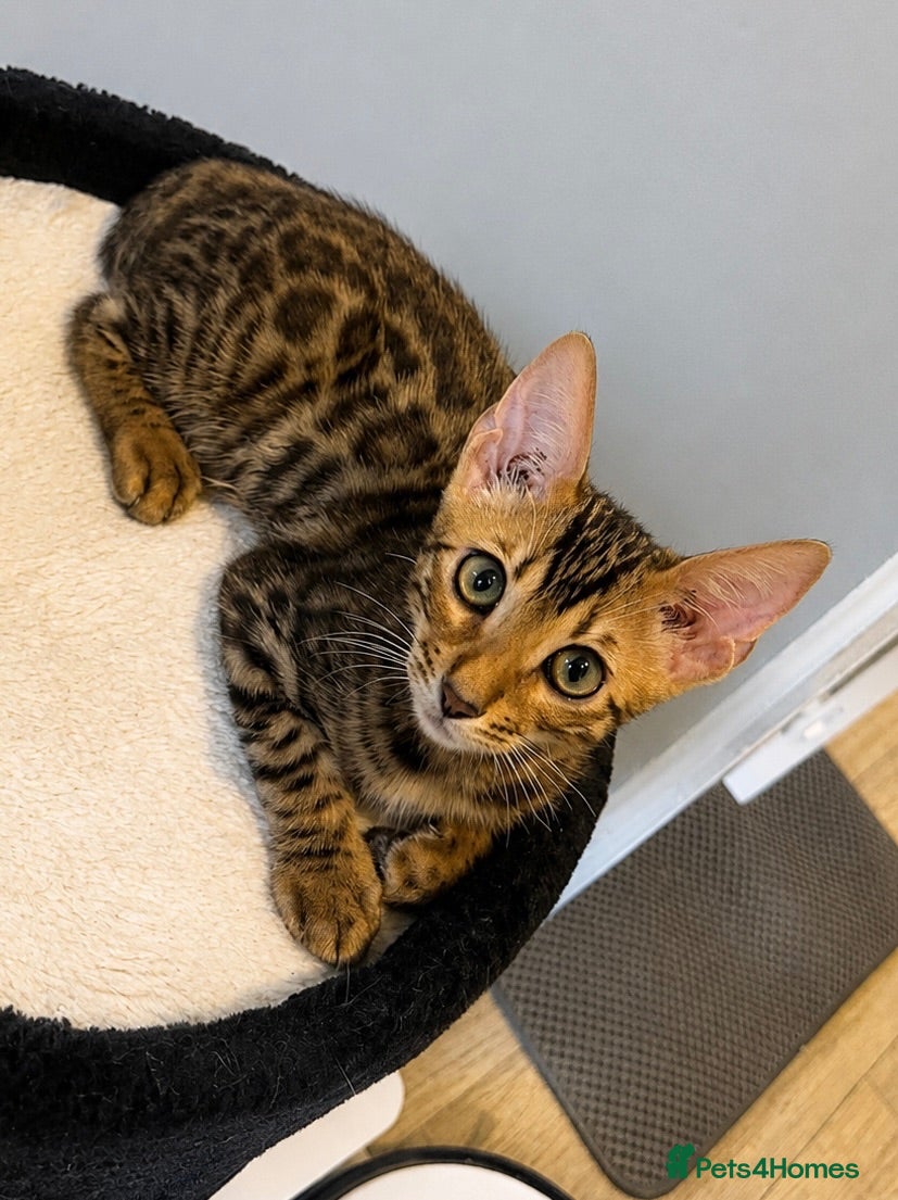 Bengal cats Ready Now Bengal kittens for loving homes. - Advert 14