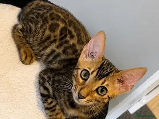 Bengal cats Ready Now Bengal kittens for loving homes. - Advert 14