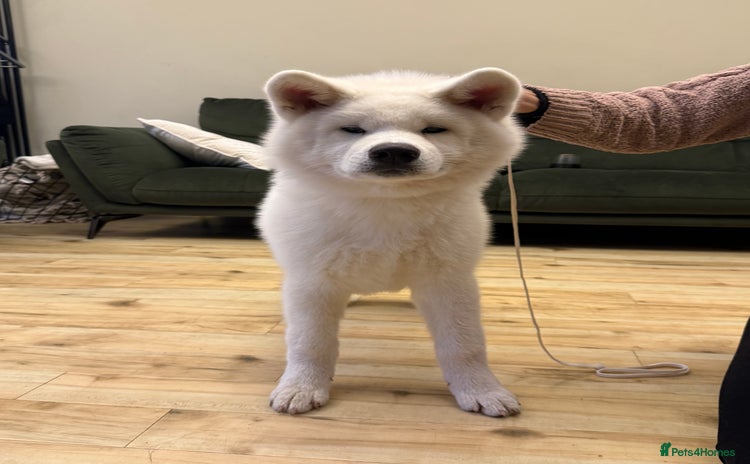 Japanese Akita Inu dogs in Northampton - Advert 7