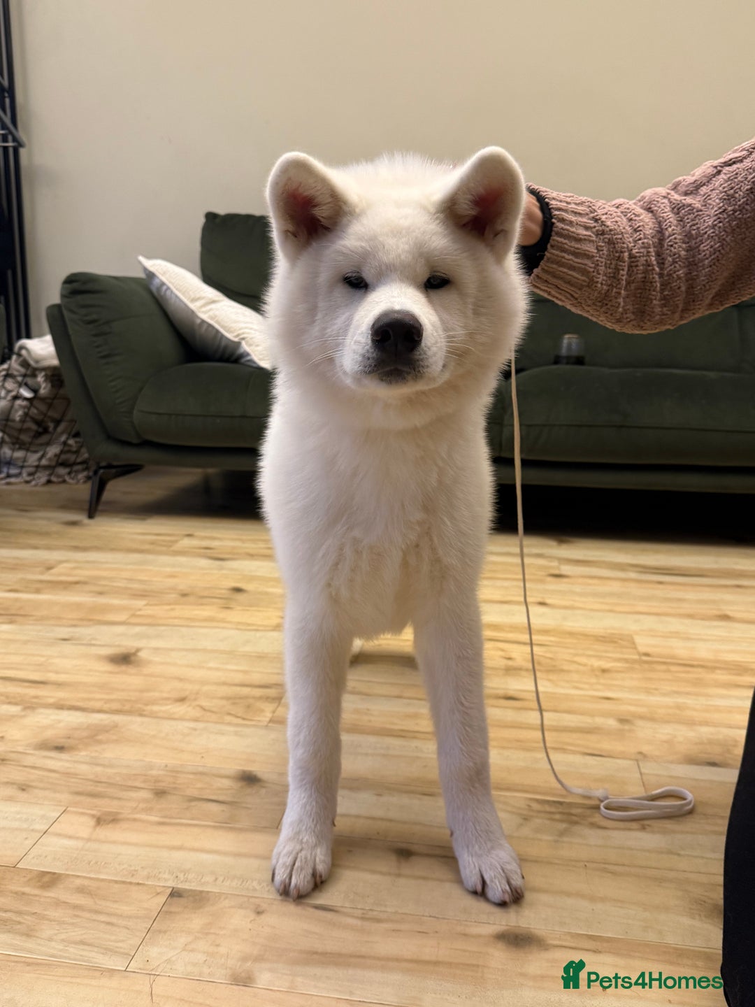 Japanese Akita Inu dogs for sale: Lovely white boy is looking for 5 ⭐ home!  in Northampton - Image 4