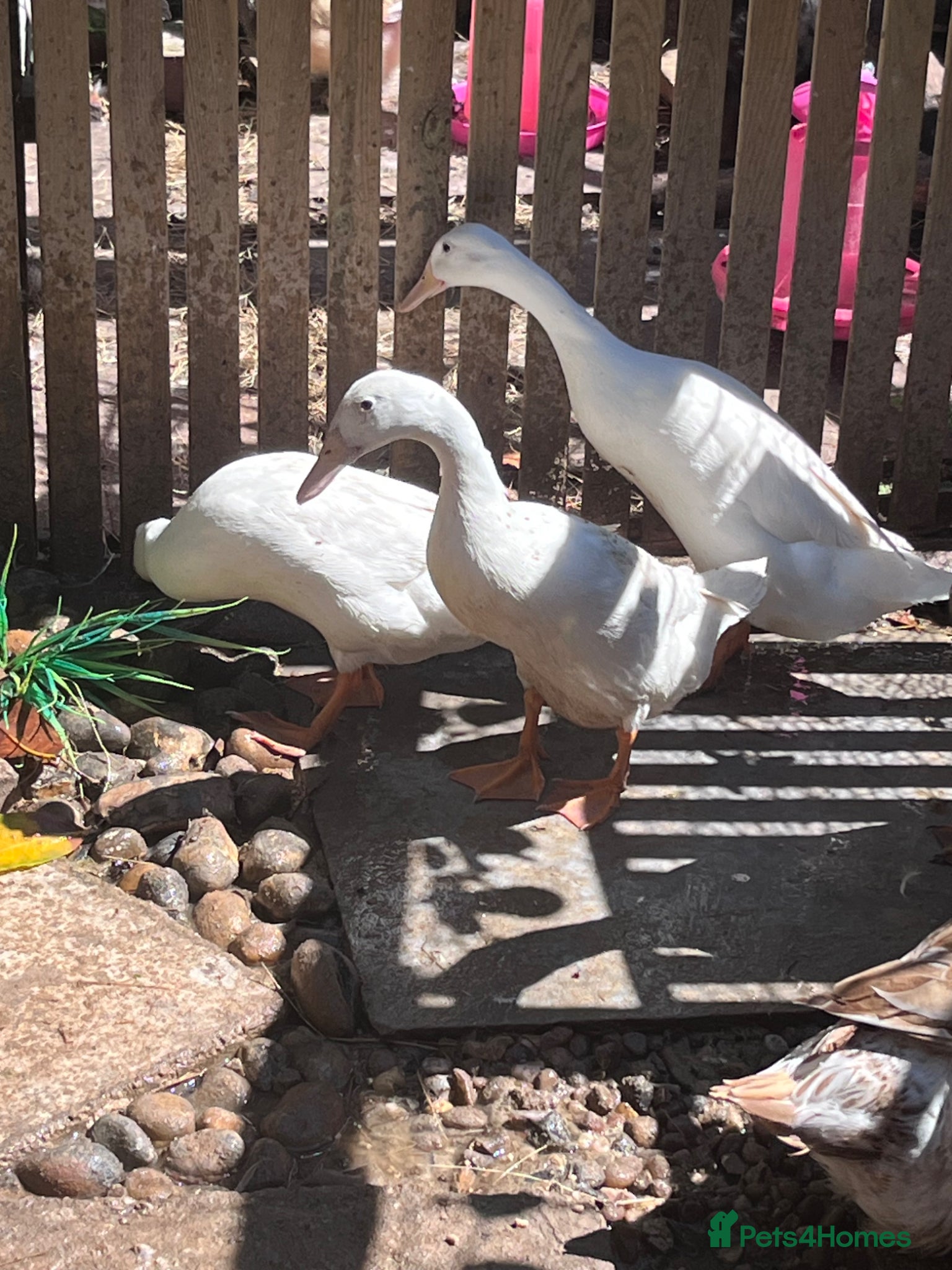 Ducks poultry for sale: 3 female runner rucks - Advert 2